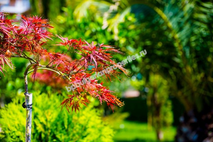 Luxury apartments in a new complex for sale in the resort Sunny Beach