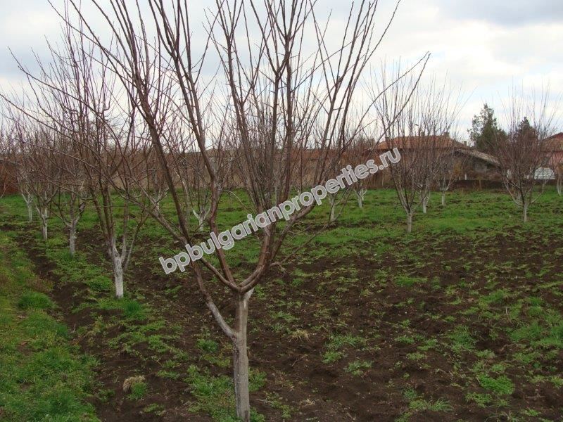 One-storey house with a big plot of land for sale in a village 25 km away from Bourgas